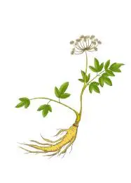 一只开花的新鲜当归手绘插画