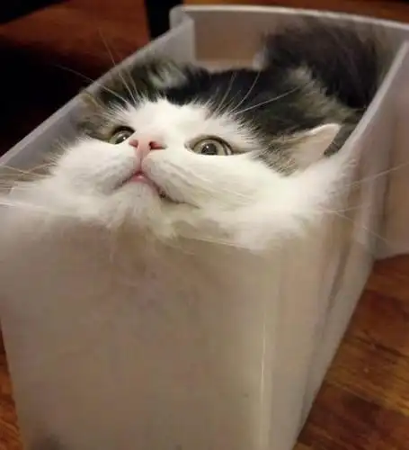 热闹| 沙雕动物搞笑图片进入新纪元:这就是实体化的力量吗!