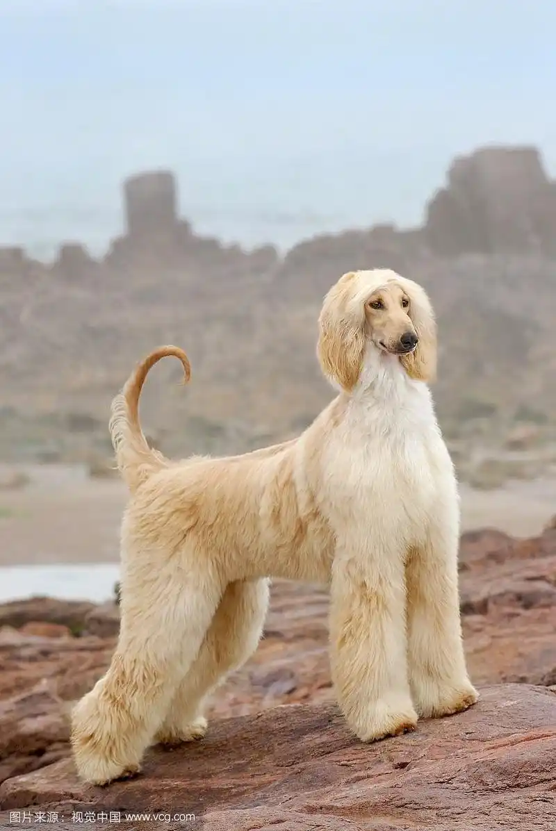 阿富汗猎犬