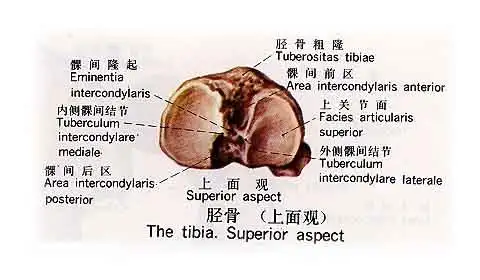 胫骨(上面观)(图片)