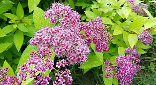 金焰绣线菊.耐修剪,耐干燥,耐盐碱,耐瘠薄土壤.