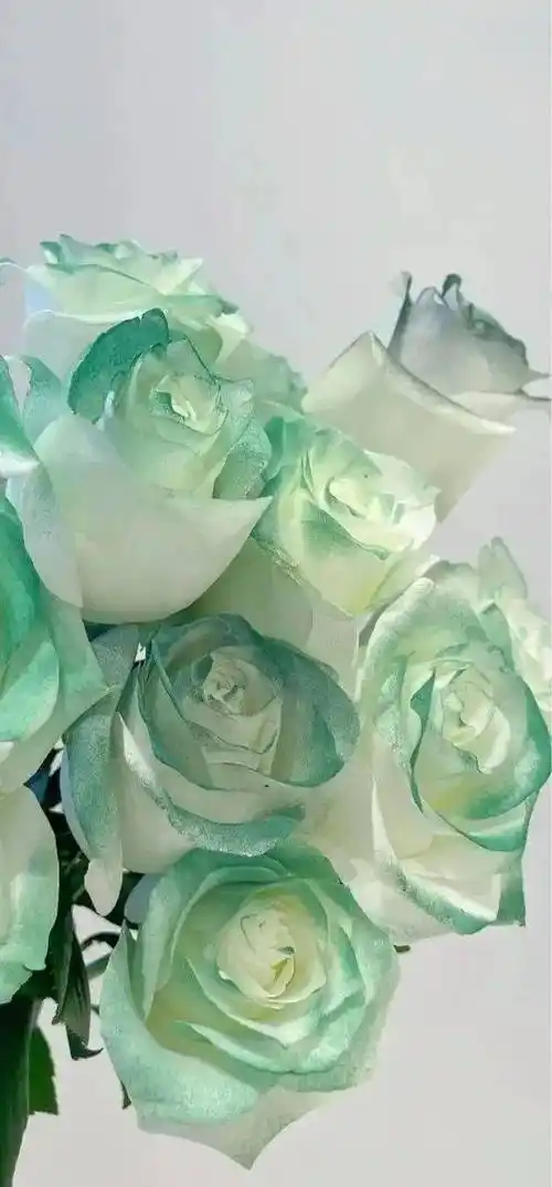 壁纸小众全面屏壁纸