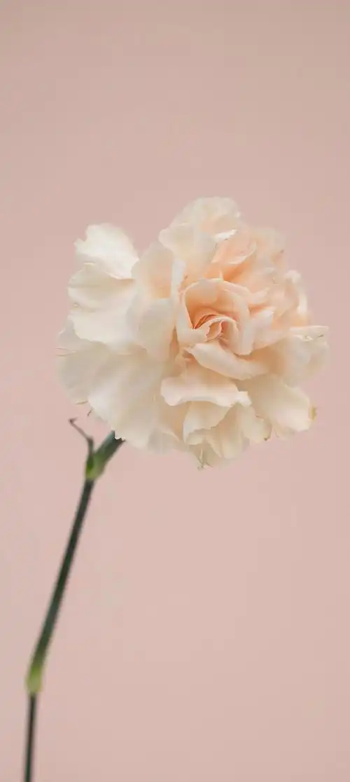 意境唯美玫瑰花壁纸(唯美花朵治愈你的内心)(118)