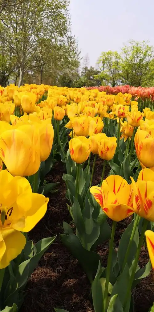 郁金香花,牡丹花,花开的美丽动人
