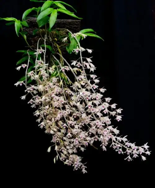 养过几年紫菀石斛,虽说是有点怕热的品种,但是把它高挂起来也可以种得