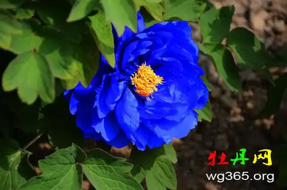 视频解读:蓝色牡丹花真实图片原来是这样子的!