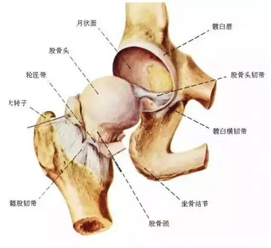主要症状是产生积液;关节滑膜会产生关节液,为关节的活动提供"润滑液"