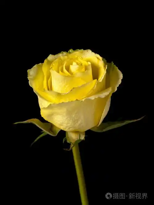 黄单茎玫瑰在黑色背景上