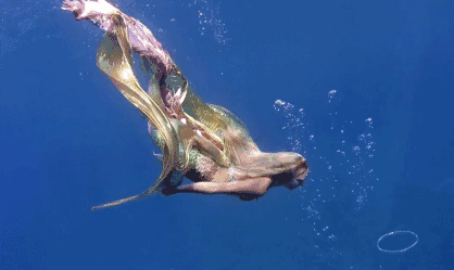 星空观源邀您观看美人鱼熊猫嘉年华网红直播!