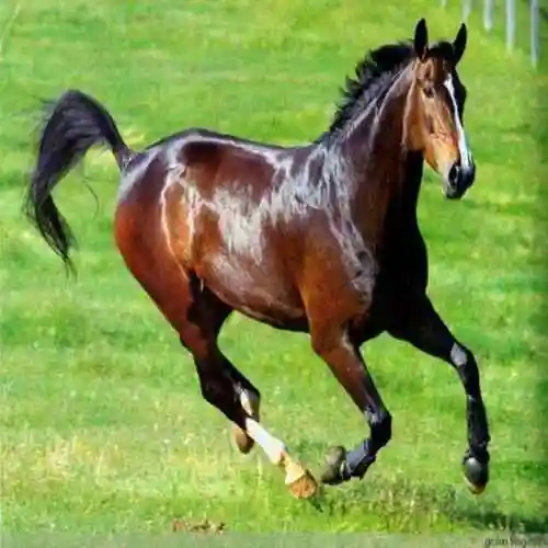 黑骏马黄荣头像