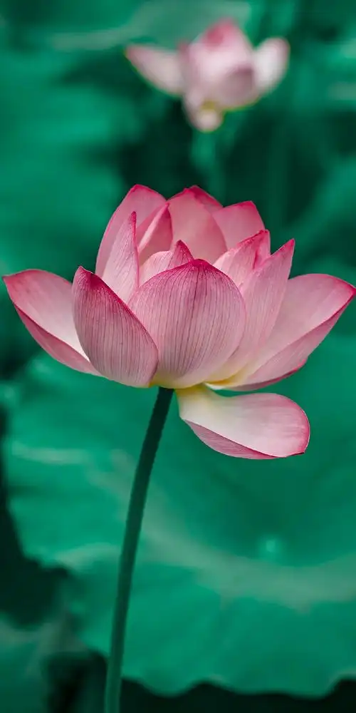 1080_2160竖版 竖屏