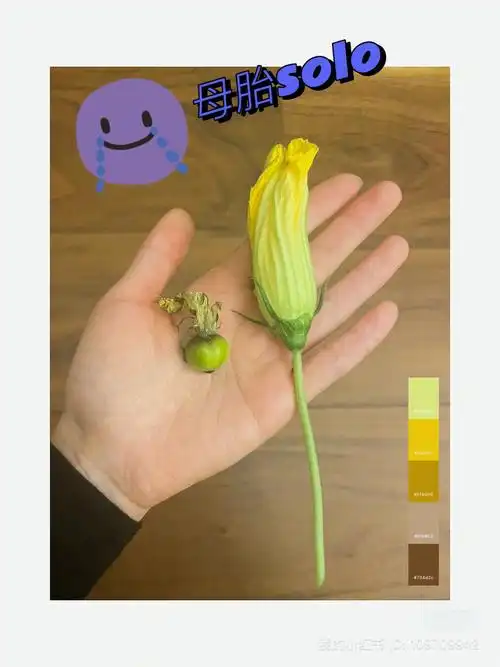 贝贝南瓜成长日记3婚育