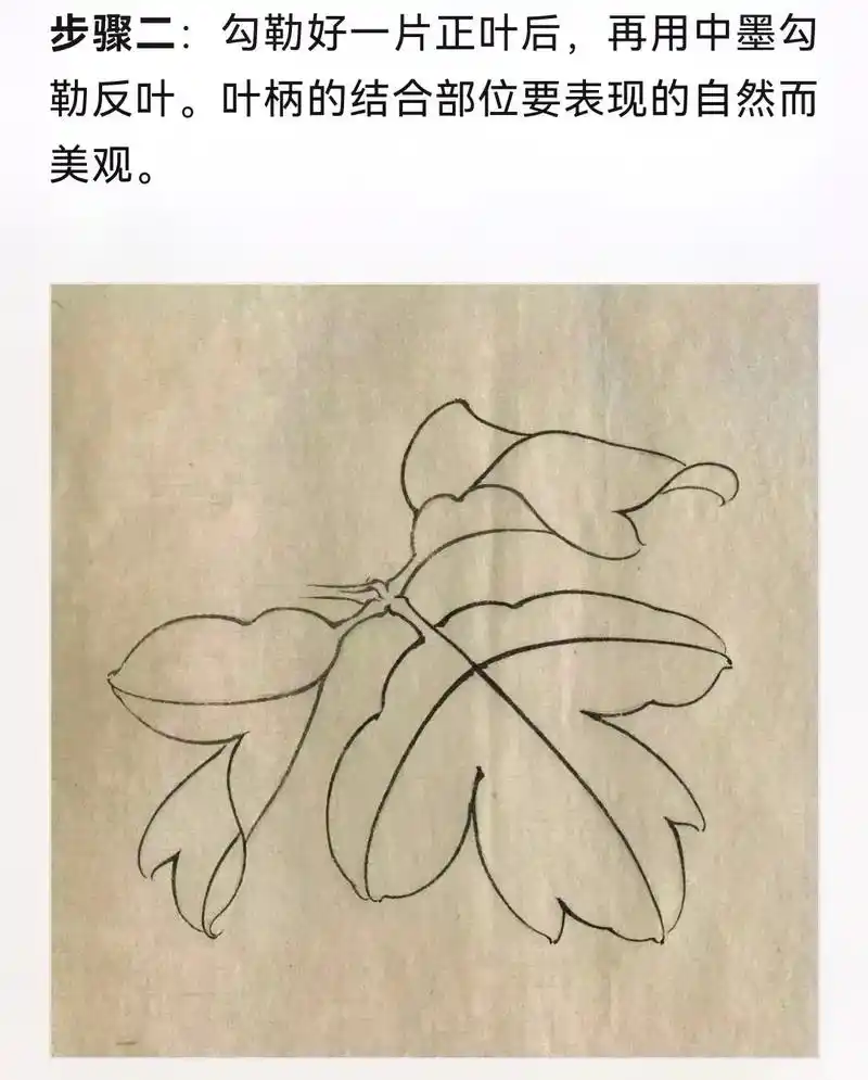 学画牡丹初学者可以从简单入手～ 看看叶子怎么画#国画教程 # - 抖音