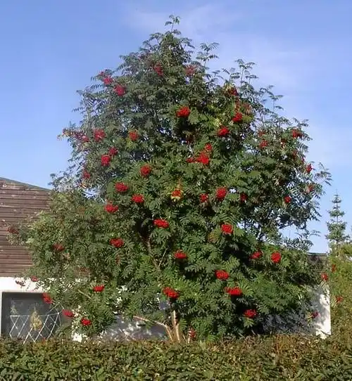 花楸树的生长环境