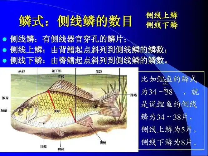 2鲫鱼外形观察和内部解剖