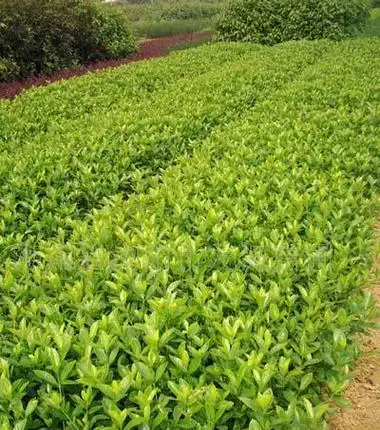 大叶栀子_湖南大叶栀子价格-湖南苗木网