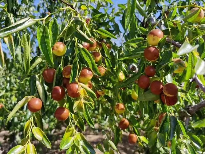 秋果61收获季77山里的丰收图