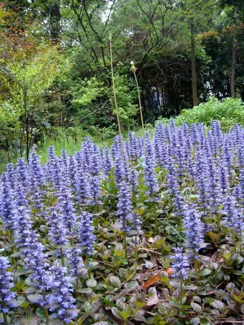 多年生草本花卉(这6种草本花卉铺地植物耐养观赏性好)