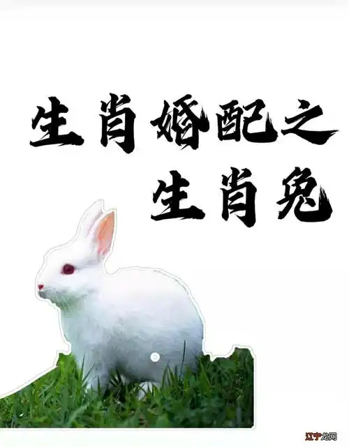 兔子生肖的反面是什么?兔年出生的人是十二生肖中最幸运的人之一 .