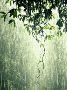 一直喜欢下雨的样子,每一场雨,就是一个没有结尾的故事,而下一场雨又