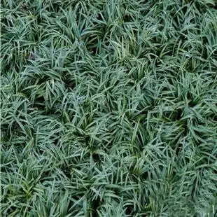 矮麦冬 日本矮叶麦冬 日本矮花麦冬草 常绿地被植物