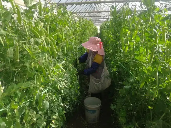 云南祥云县局(分公司)利用闲置育苗大棚种植秋豌豆