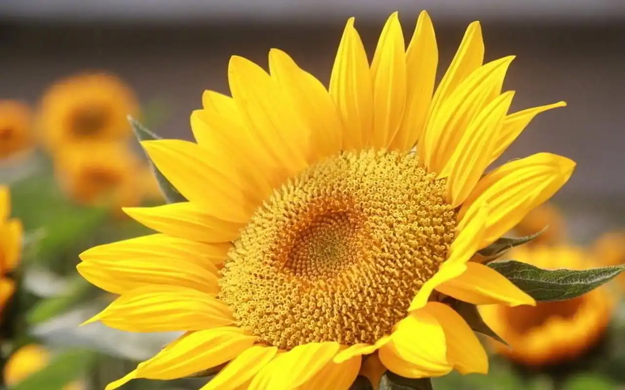 唯美向日葵风景图片桌面壁纸高清大图预览1920x1200_风景壁纸下载_美