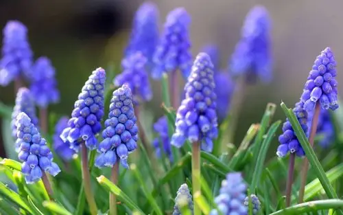 高清风信子花海