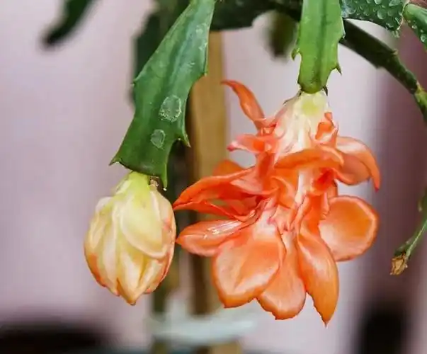 27个蟹爪兰的品种一个比一个漂亮只养一盆真不够