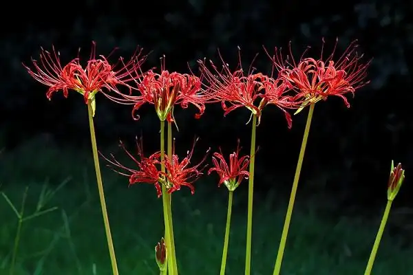 彼岸花图片 唯美彼岸花图片欣赏