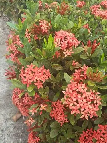 龙船花:         碧叶团花锦簇船,每逢佳节喜开颜;         秋风秋雨