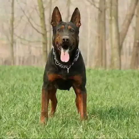 莱州红幼犬,活体纯种,苏联红大型红狼犬纯种莱州红 精品莱州红 厂家