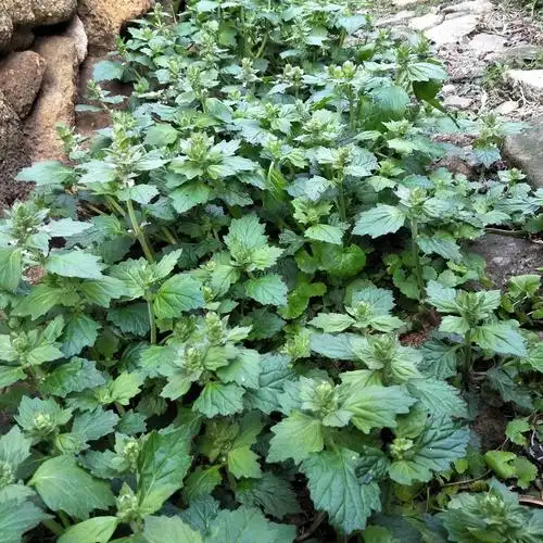 【别名】:白毛过冬青,筋骨草,夏枯草,白花夏枯草,金疮小草,雪里青,土