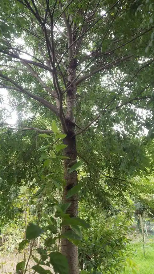 我国珍贵硬阔叶用材树种之一大叶榉树