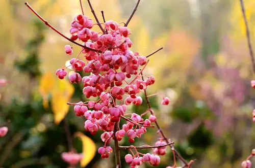 秋天里的丝棉木