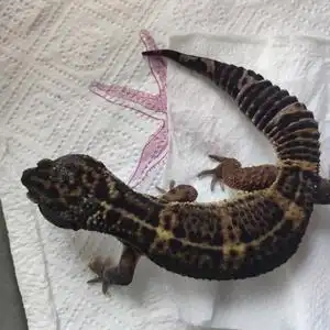 豹纹守宫,黑夜,black night