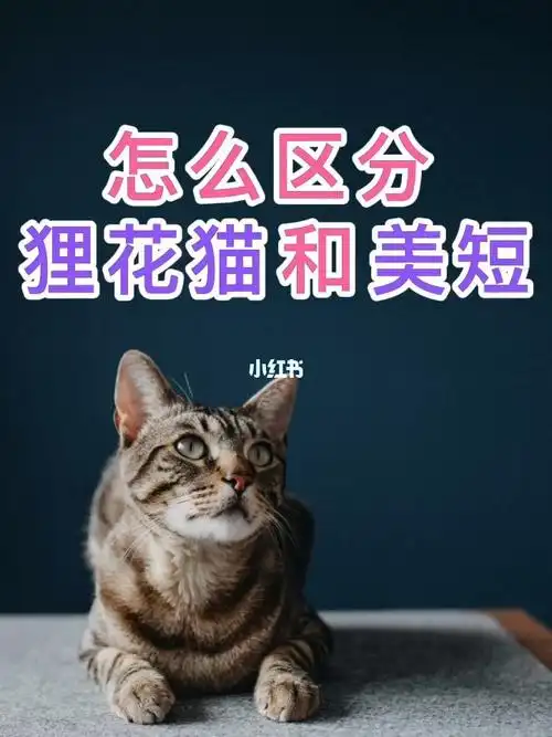 怎么区分狸花猫和美短