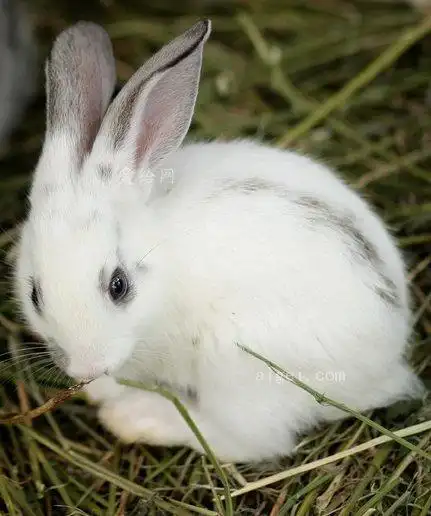 兔子小可爱的白色(rabbit-small-cute-white)
