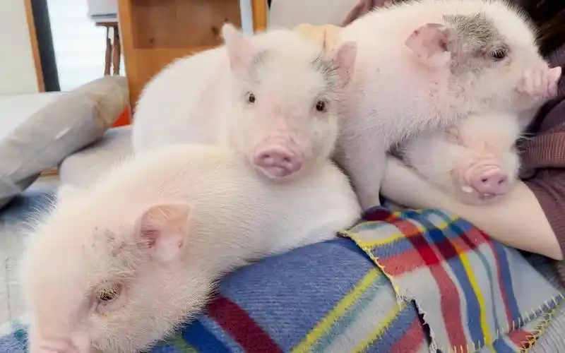 宠物迷你猪,呆萌可爱