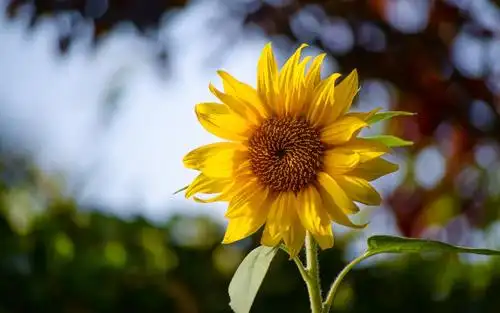 小清新向日葵唯美暖心花语