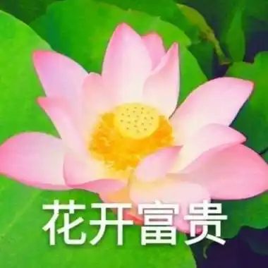 荷花头像带字图片微信头像荷花并配字
