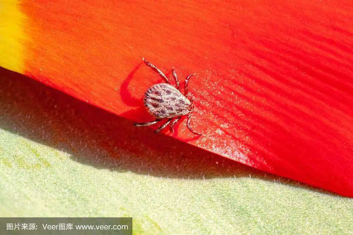 红色花朵上的蜱虫