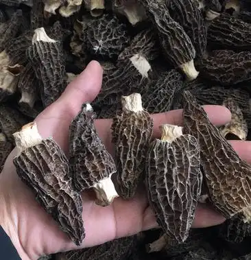 羊肚菌人工养殖羊肚菌羊肚菌全剪柄