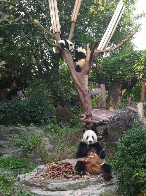 参观成都大熊猫繁育基地
