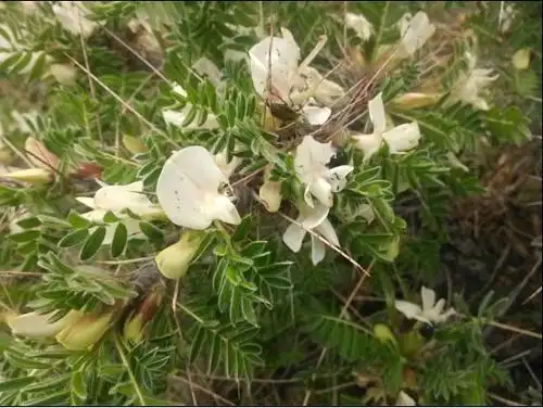 鬼箭锦鸡儿 caragana jubata