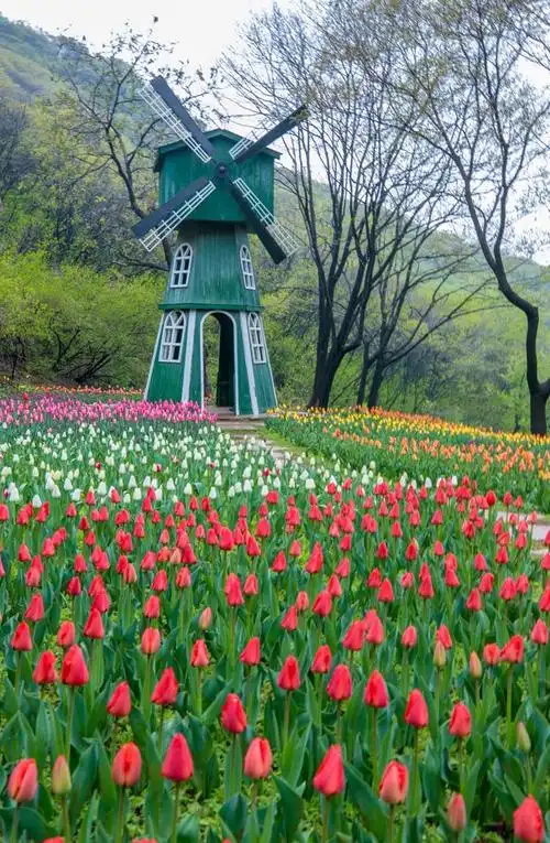 关于春天的照片春天自然风景真实照片