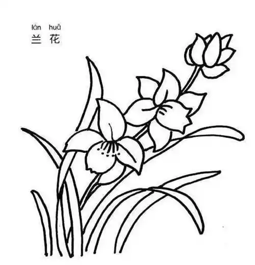 兰花图片简笔画兰花图片简笔画水彩