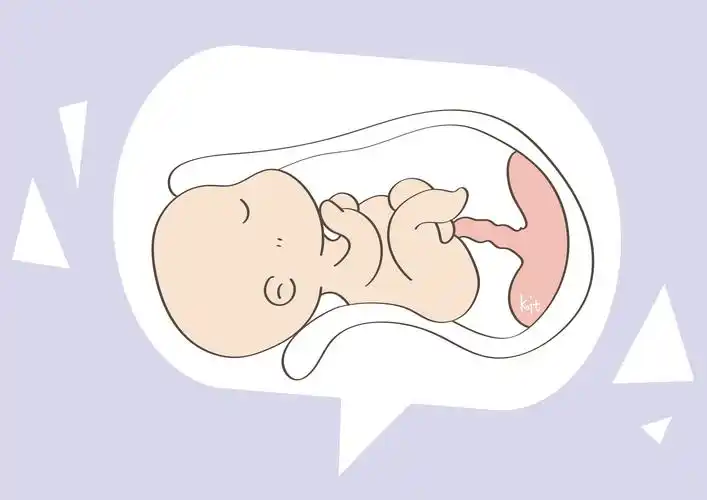 这个过程其实很有意思_胎儿