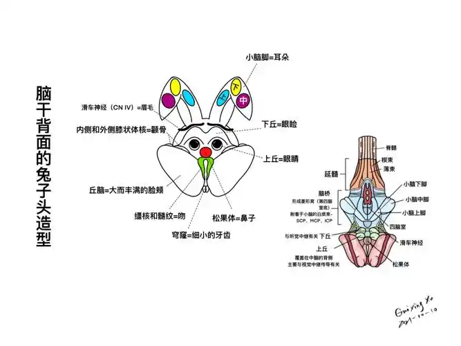 脑干与颅神经的解剖与临床_异议_小脑_通路