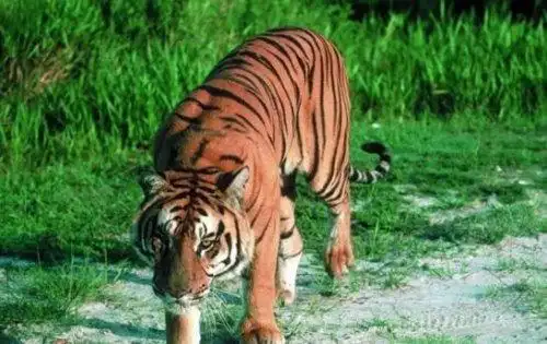 爪哇虎已灭绝被人类从上万只杀到只剩20只